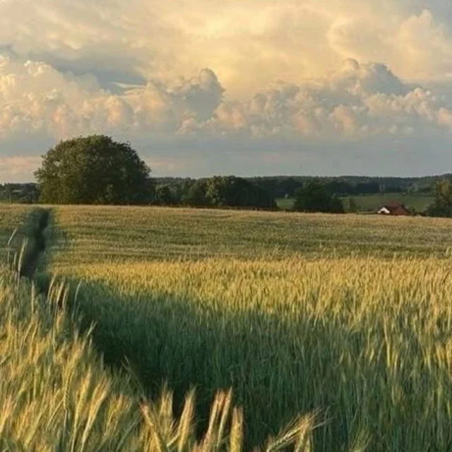 S'é m e r v e i l l e r ✨
La nature est une source infinie d'émerveillement.
Et notre odorat, un chemin pour s'y relier.